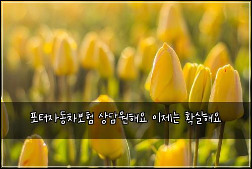 포터자동차보험 상담원해요  이제는 확실해요