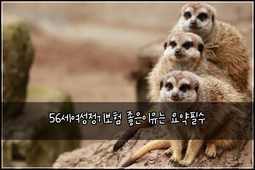 56세여성정기보험 좋은이유는  요약필수