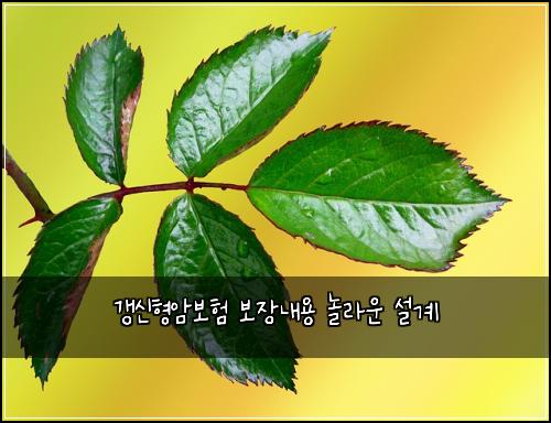 갱신형암보험 보장내용  놀라운 설계