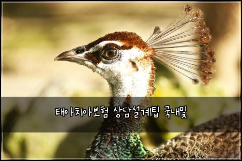 ํ์์น์๋ณดํ ์๋ด์ค๊ณํ ๊ตญ๋ด๋ฐ