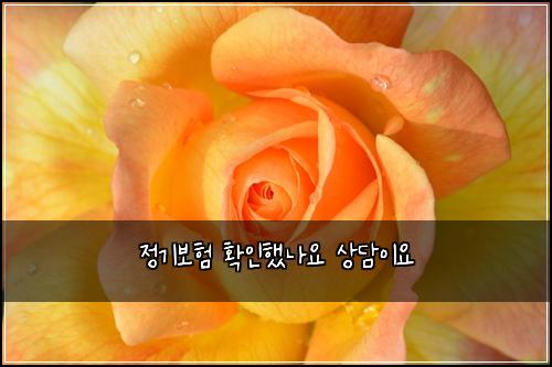 정기보험 확인했나요  상담이요