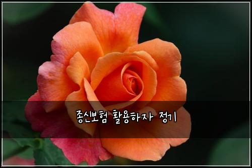 종신보험 활용하자  정기