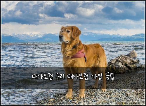 태아보험 구리 태아보험 가입 꿀팁
