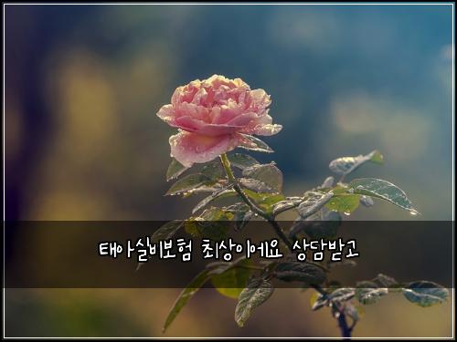 태아실비보험 최상이에요  상담받고