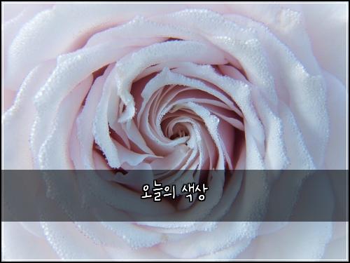 오늘의 색상