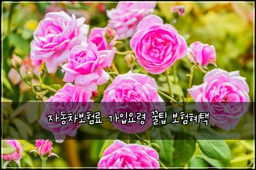์๋์ฐจ๋ณดํ๋ฃ ๊ฐ์
์๋ น ๊ฟํ ๋ณดํํํ