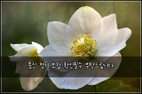 종신 정기 보험 확인필수  부탁드립니다