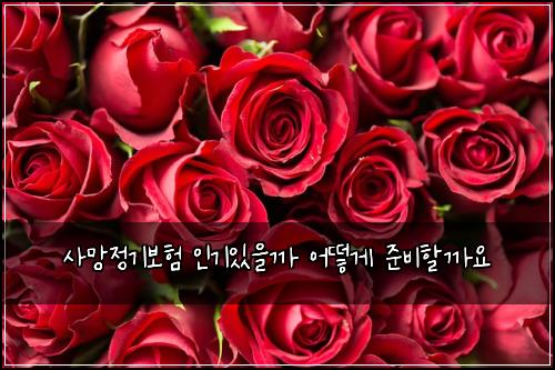 사망정기보험 인기있을까  어떻게 준비할까요