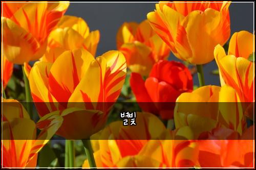 별빛