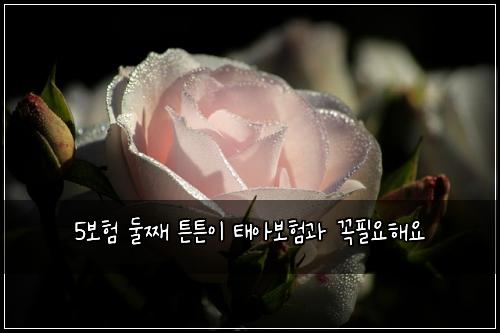 5보험 둘째 튼튼이 태아보험과 꼭필요해요