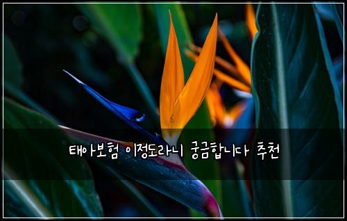 ํ์๋ณดํ ์ด์ ๋๋ผ๋ ๊ถ๊ธํฉ๋๋ค ์ถ์ฒ