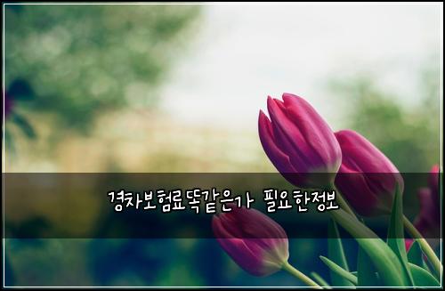 ๊ฒฝ์ฐจ๋ณดํ๋ฃ๋๊ฐ์๊ฐ ํ์ํ์ ๋ณด