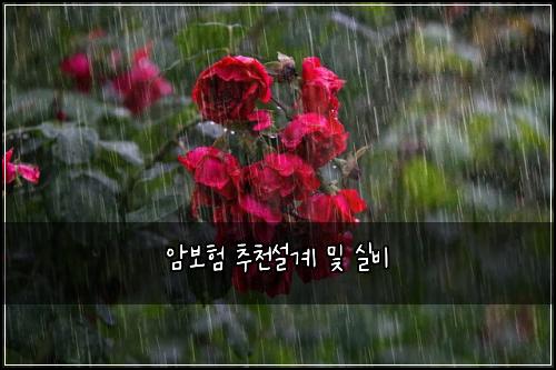 암보험 추천설계  및 실비