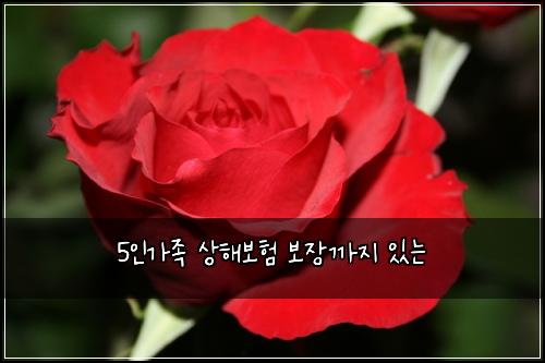 5์ธ๊ฐ์กฑ ์ํด๋ณดํ ๋ณด์ฅ๊น์ง ์๋