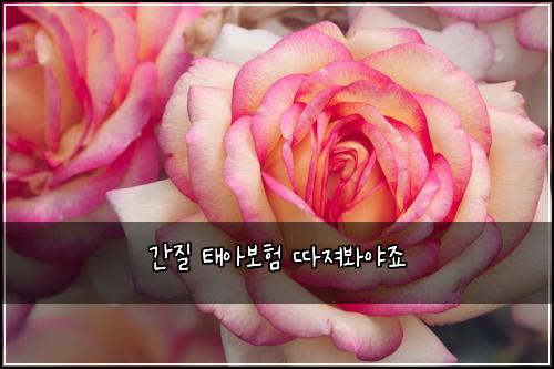 ๊ฐ์ง ํ์๋ณดํ ๋ฐ์ ธ๋ด์ผ์ฃ