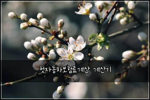 첫자동차보험료계산 계산기