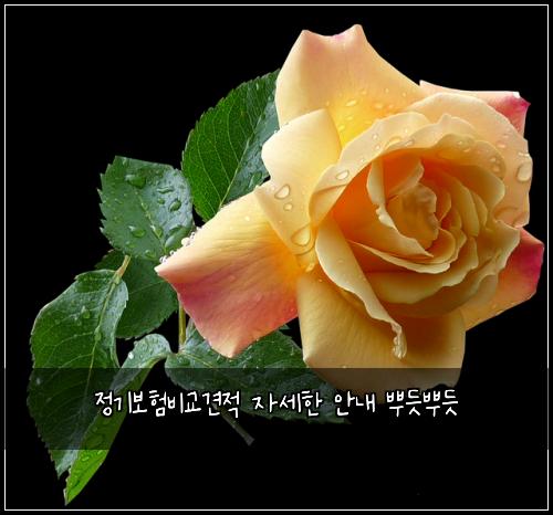 ์ ๊ธฐ๋ณดํ๋น๊ต๊ฒฌ์ ์์ธํ ์๋ด ๋ฟ๋ฏ๋ฟ๋ฏ