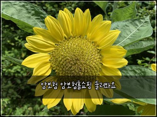 암보험 암보험홈쇼핑 둘러봐요