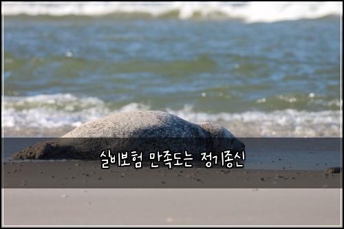 실비보험 만족도는  정기종신