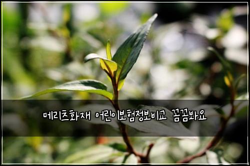 ๋ฉ๋ฆฌ์ธ ํ์ฌ ์ด๋ฆฐ์ด๋ณดํ์ ๋ณด๋น๊ต ๊ผผ๊ผผ๋ด์