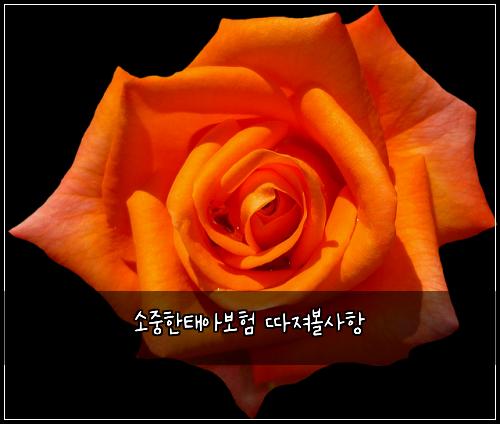 소중한태아보험 따져볼사항 
