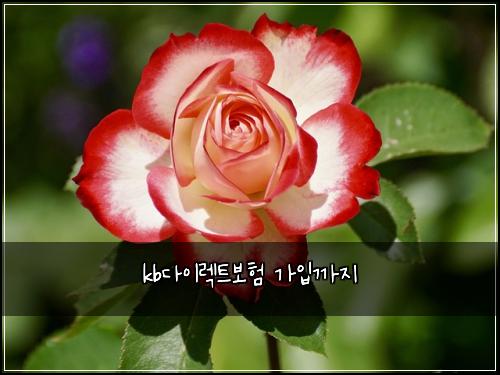 kb๋ค์ด๋ ํธ๋ณดํ ๊ฐ์
๊น์ง