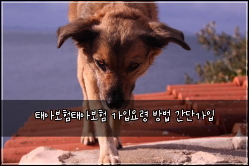 태아보험태아보험 가입요령 방법 간단가입
