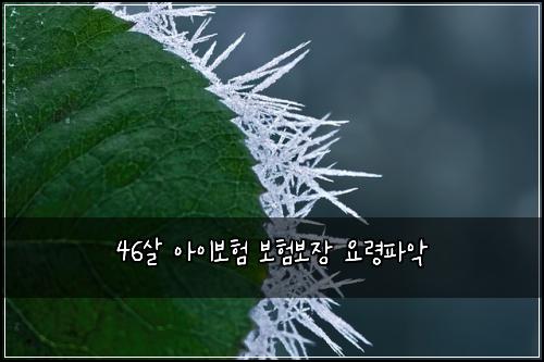 46์ด ์์ด๋ณดํ ๋ณดํ๋ณด์ฅ ์๋ นํ์