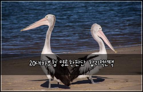 20๋์ฐจ๋ณดํ ๋ช
๋ฃํํ๋จ ํฉ๋ฆฌ์ ์ ํ