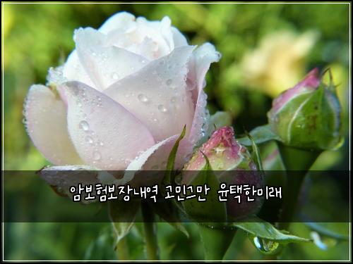 ์๋ณดํ๋ณด์ฅ๋ด์ญ ๊ณ ๋ฏผ๊ทธ๋ง ์คํํ๋ฏธ๋