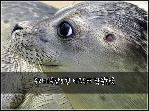 우리가족암보험 비교부터  확실한곳