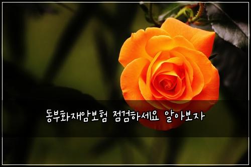 ๋๋ถํ์ฌ์๋ณดํ ์ ๊ฒํ์ธ์ ์์๋ณด์
