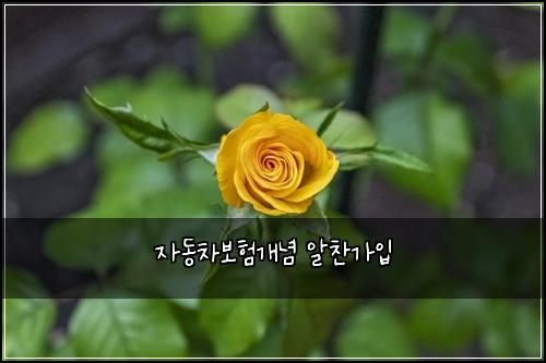 자동차보험개념 알찬가입