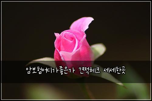 암보험어디가좋은가 견적체크 세세한곳
