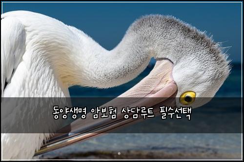 동양생명 암보험 상담루트  필수선택