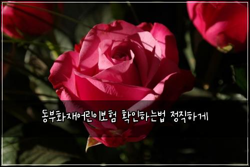 동부화재어린이보험 확인하는법  정직하게