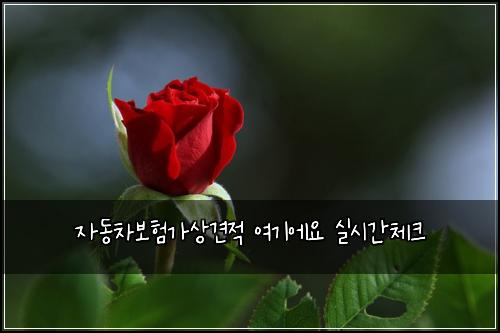 자동차보험가상견적 여기에요 실시간체크