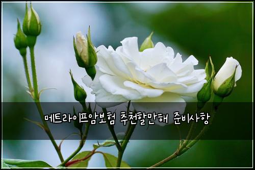 ๋ฉํธ๋ผ์ดํ์๋ณดํ ์ถ์ฒํ ๋งํด ์ค๋น์ฌํญ