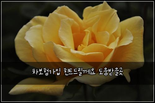 차보νκ°μ
ννΈλ릴κ»μ λμλ°μκ³³