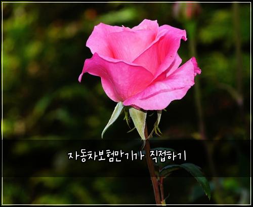 자동차보험만기가 직접하기