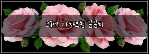 37세 자차보험 꼼꼼히 