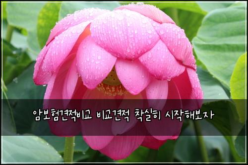 암보험견적비교 비교견적 착실히 시작해보자