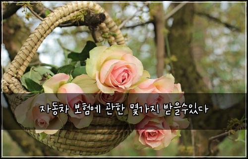 자동차 보험에 관한 몇가지 받을수있다