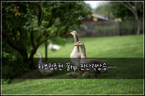 차보험추천 꿀tip 판단력상승