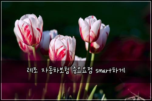 레조 자동차보험 중요요점  smart하게