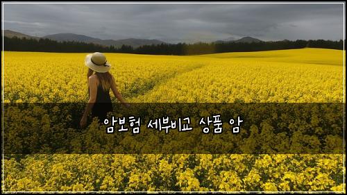 암보험 세부비교  상품 암