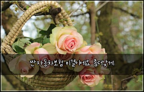 싼자동차보험 비결이에요  좀더낮게