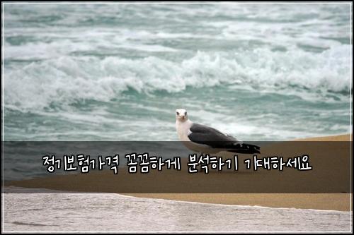정기보험가격 꼼꼼하게 분석하기 기대하세요