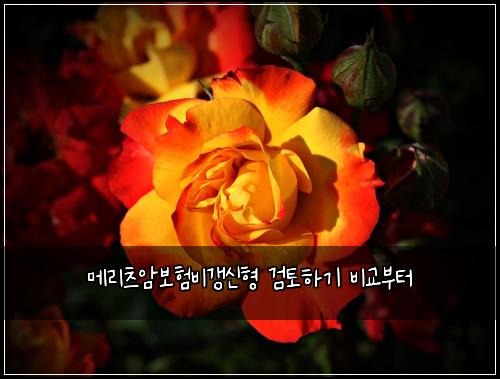 ๋ฉ๋ฆฌ์ธ ์๋ณดํ๋น๊ฐฑ์ ํ ๊ฒํ ํ๊ธฐ ๋น๊ต๋ถํฐ