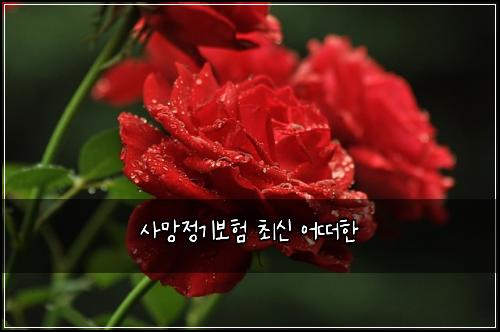 사망정기보험 최신  어떠한